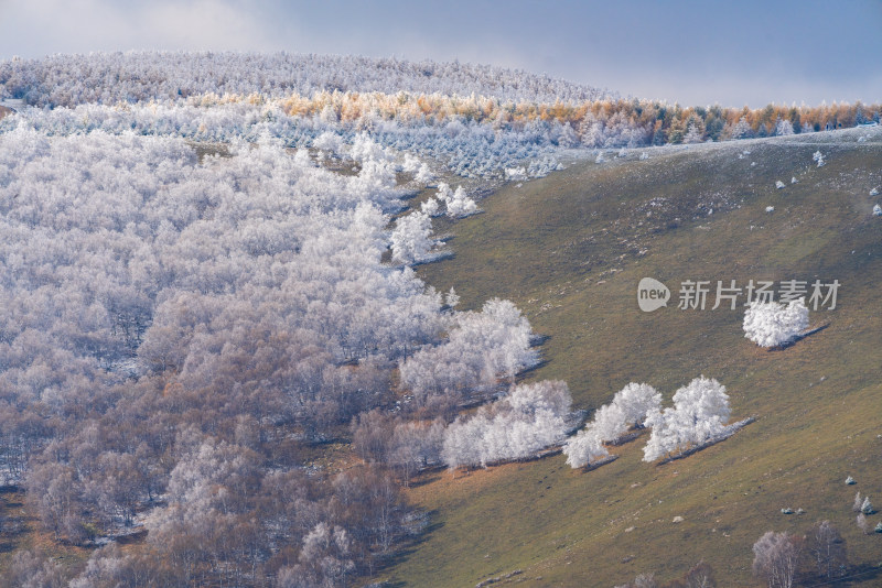 山坡上树木被雪覆盖的自然景象