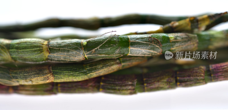 一把石斛茎