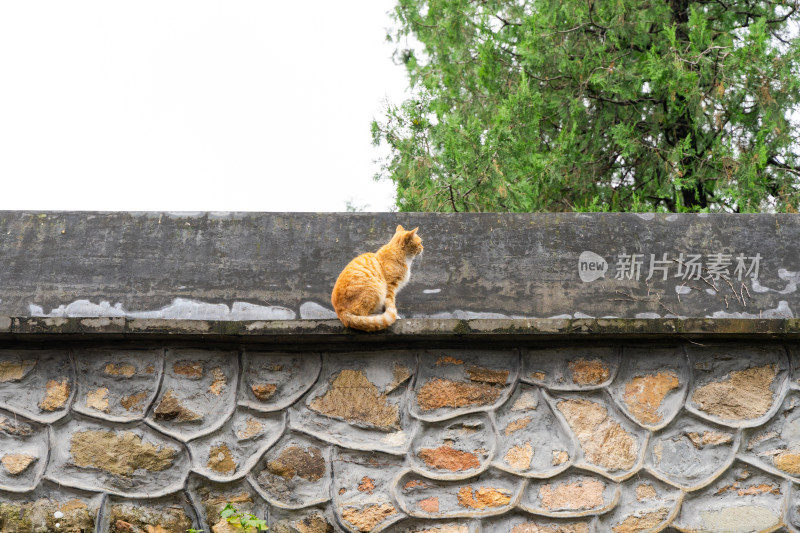 一只猫在围墙上张望