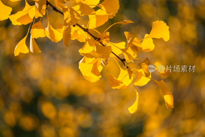 秋季金黄色的银杏叶