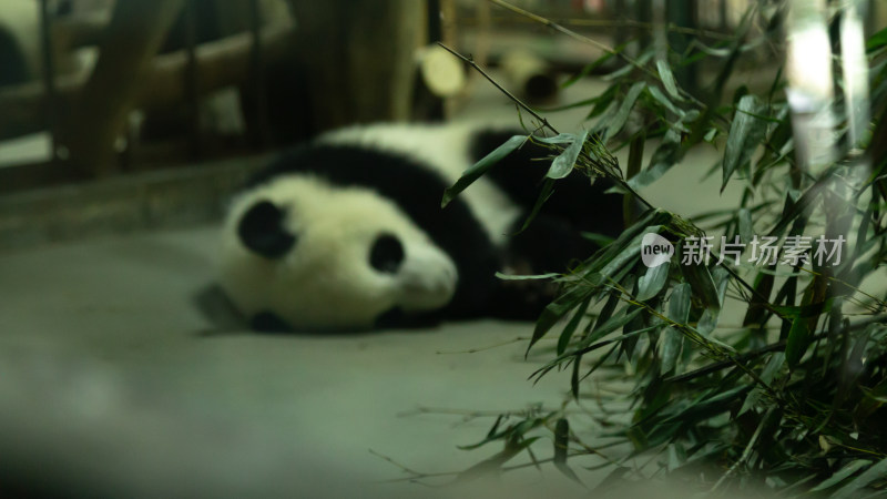 午睡的熊猫宝宝