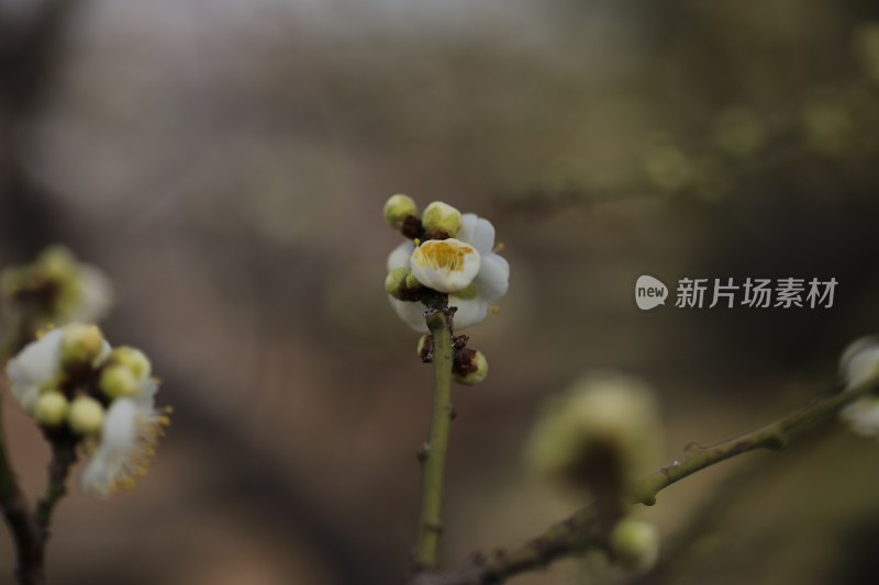 梅花系列