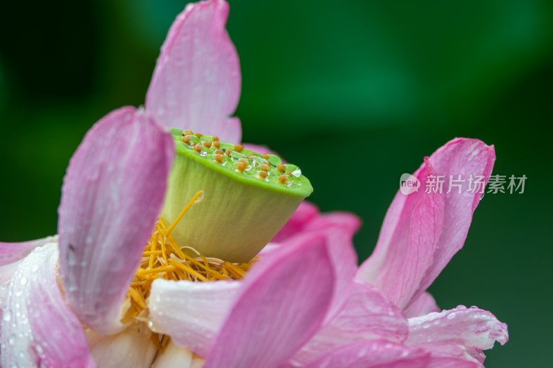 雨露滋润的荷花