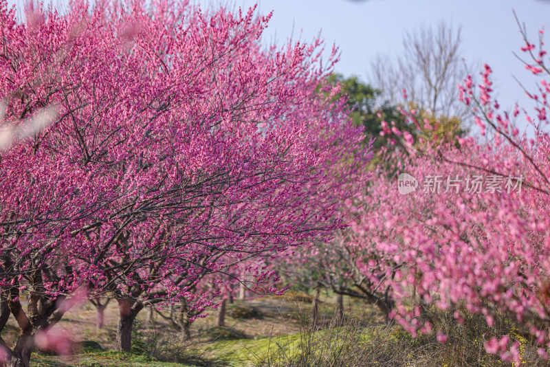 花开海上梅花节