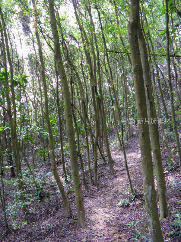 新加坡徒步路线 南部山脊