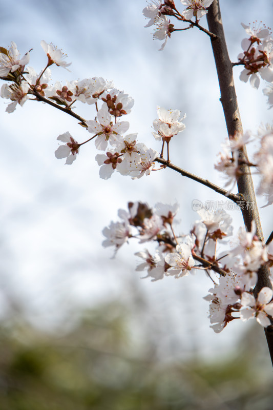 春天枝头绽放的白色鲜花紫叶李