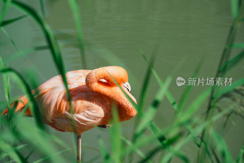 古巴火烈鸟