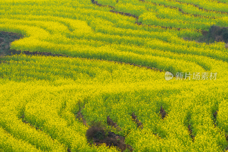 春天油菜花盛开