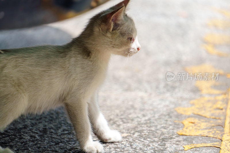 户外的流浪小猫