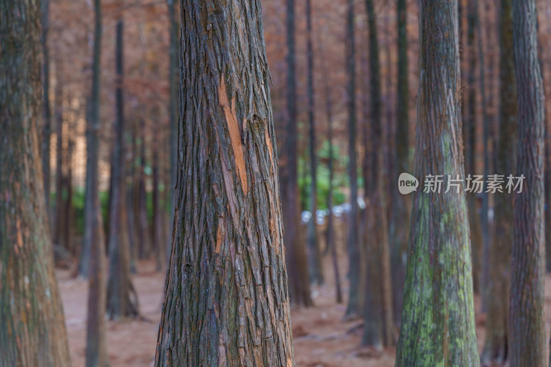 广州番禺大夫山森林公园落羽杉树林红叶