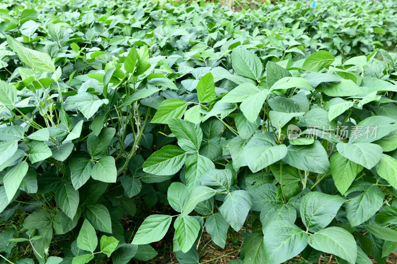 大豆地大豆田，大豆种植