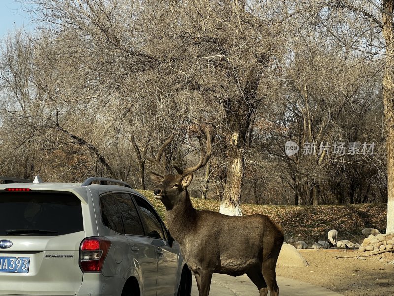 北京野生动物园驱车投喂麋鹿