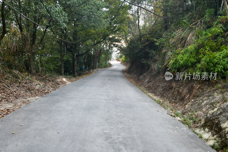 林间蜿蜒水泥小路