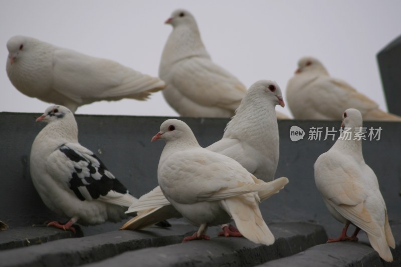 一群鸽子