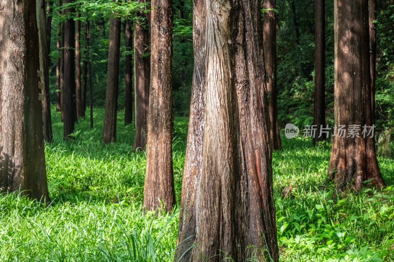 杉树林阳光树叶与树干-杭州植物园