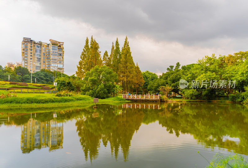 秋景 金秋 落叶 水杉