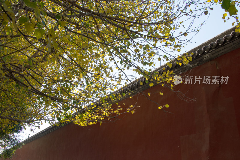 故宫红墙与秋天黄叶