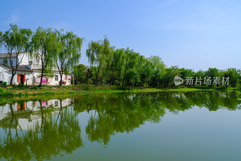 有小溪的春日树林风景