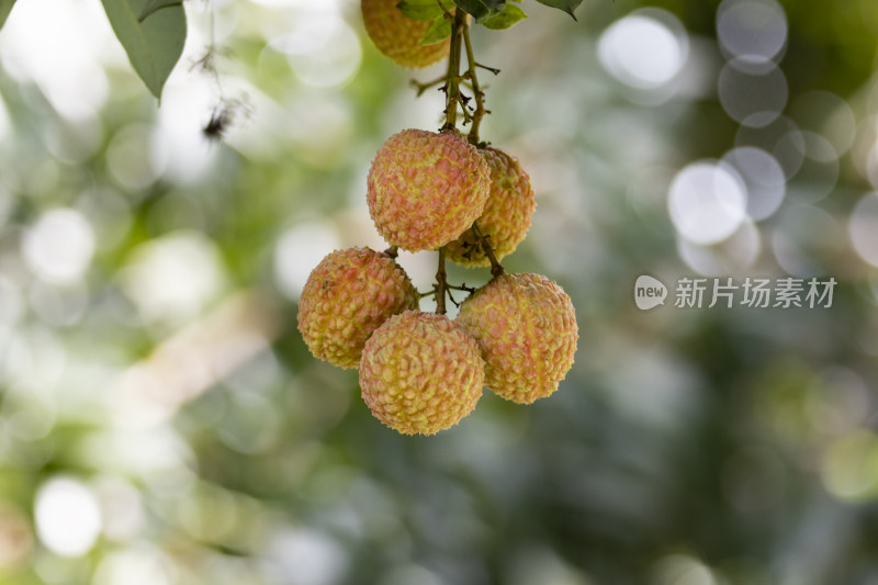 水果荔枝