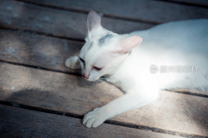 可爱的宠物猫咪特写