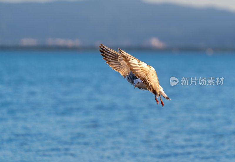 深圳湾海鸥在海面上方飞翔