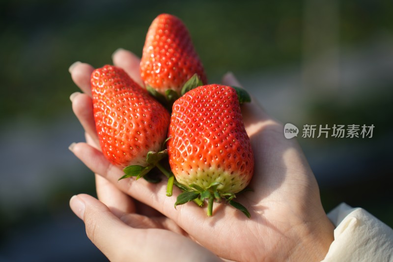 草莓采摘大果特写