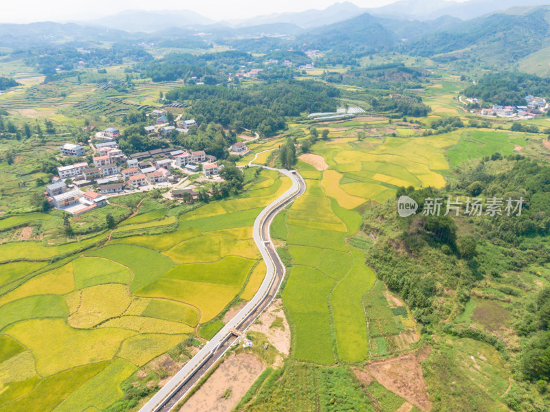 丘陵地貌金黄稻田农业种植航拍摄影图