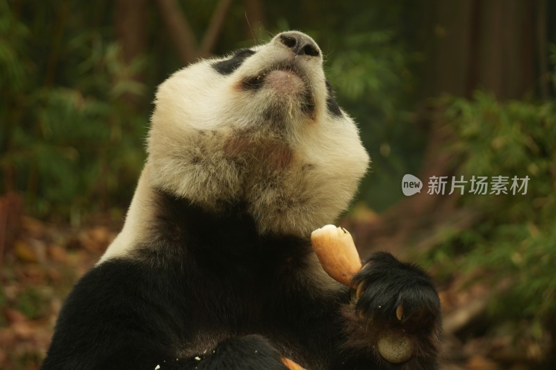 大熊猫萌萌吃竹笋的可爱模样