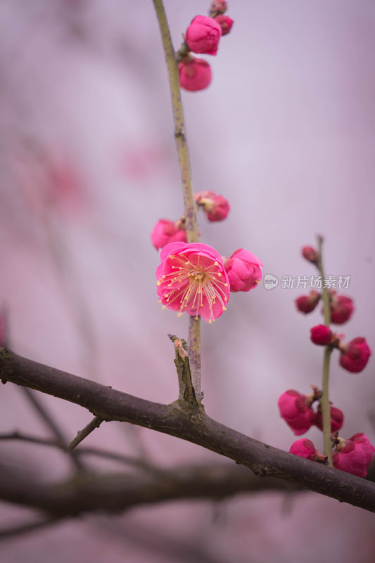 粉红色盛开的梅花