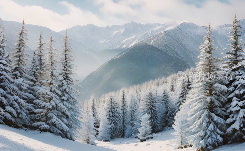 冬季森林白雪覆盖风景