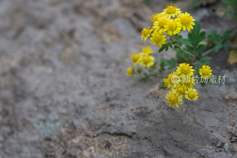 秋天霜降菊花黄色寒冷自然风景故乡思念