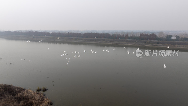 杭州大江东大湾区湿地公园候鸟栖息地