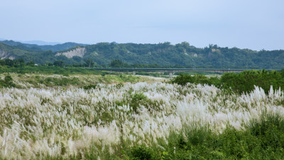 芒草与铁路高架桥，摄于台湾台南