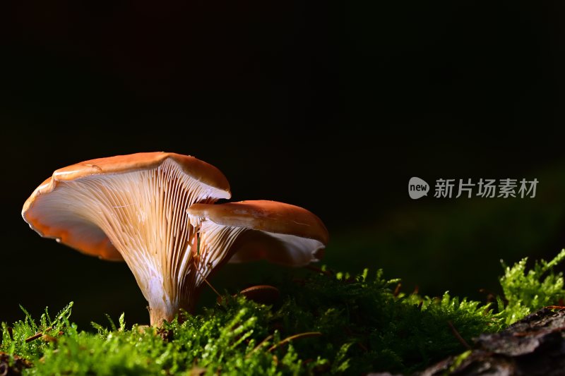 野生菌野生菌蘑菇生长环境菌类山菌