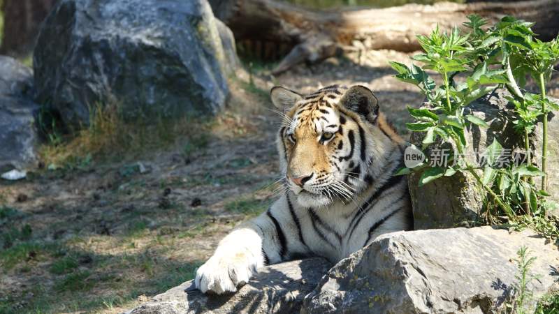 野生动物老虎食肉动物狩猎者