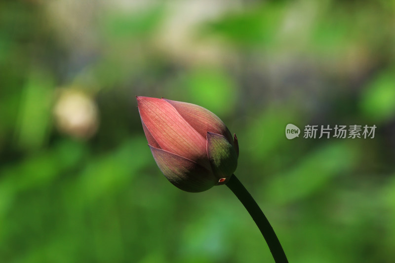 含苞待放的荷花花骨朵