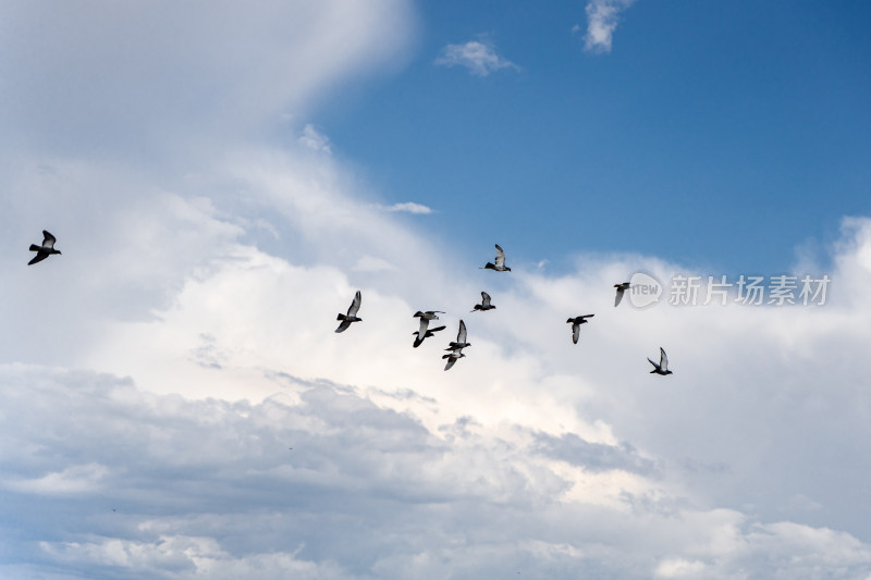 一群鸟在天空翱翔蓝天白云