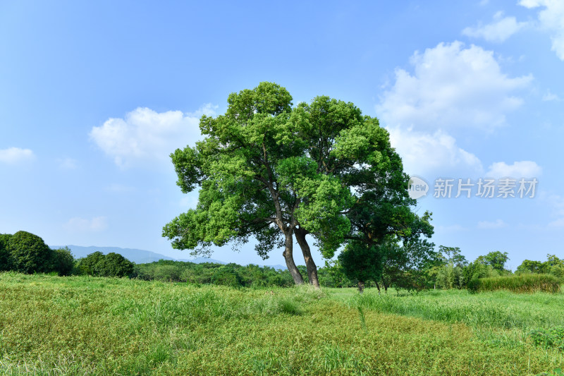 蓝天白云绿树绿草地