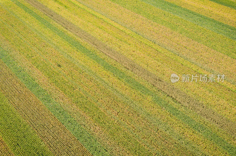 航拍多彩农田线条图案