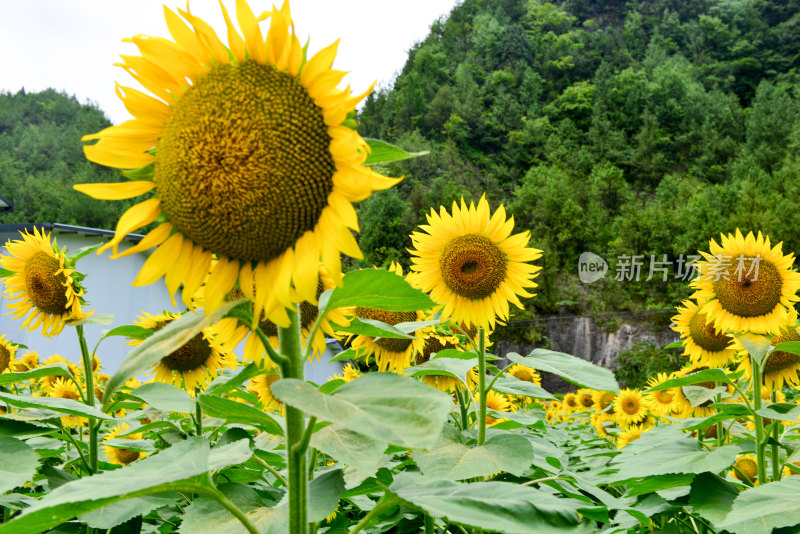 美丽田野田园太阳花葵花花朵向日葵