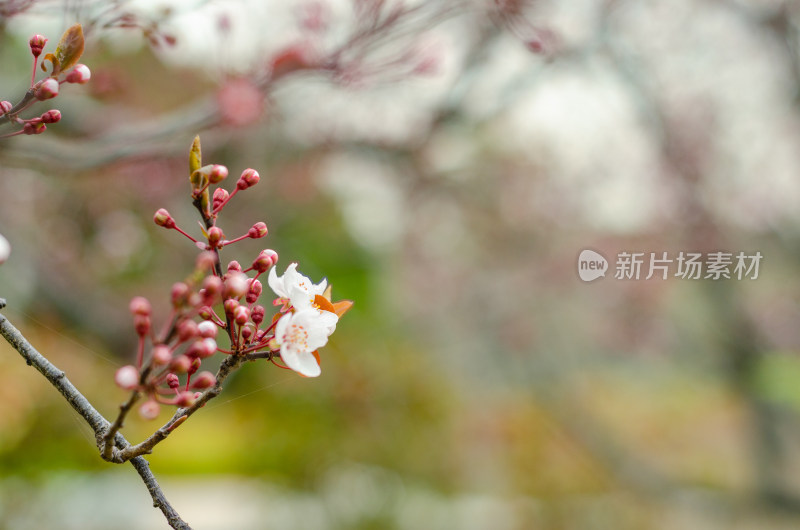 春天长出花芽逐渐开放的紫叶李