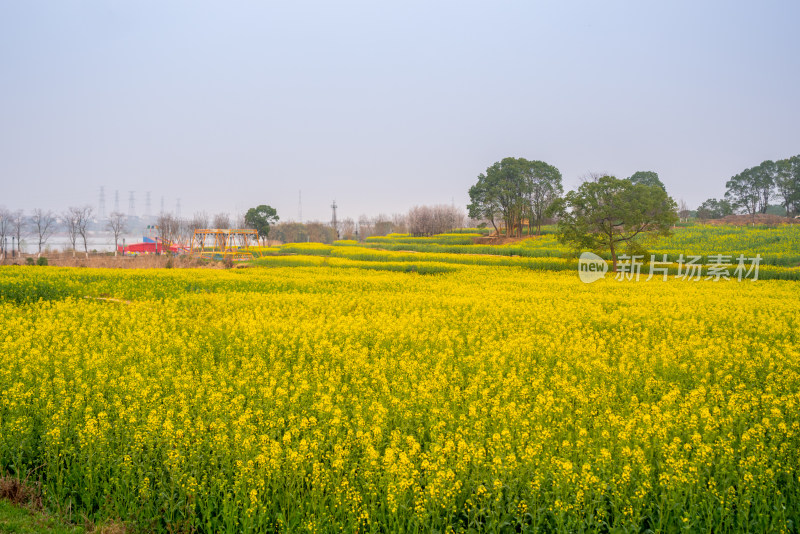 武汉东湖油菜花花海