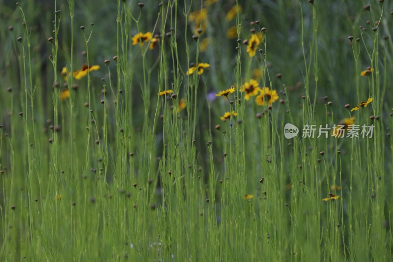 草地里的野花