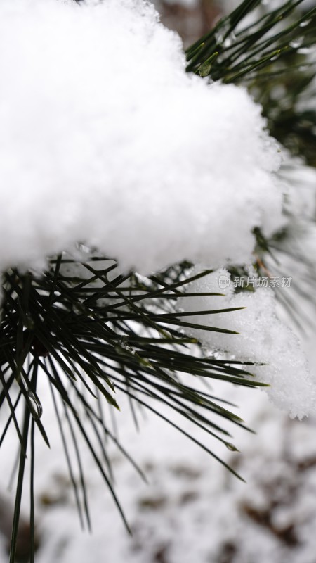 雪中的松针