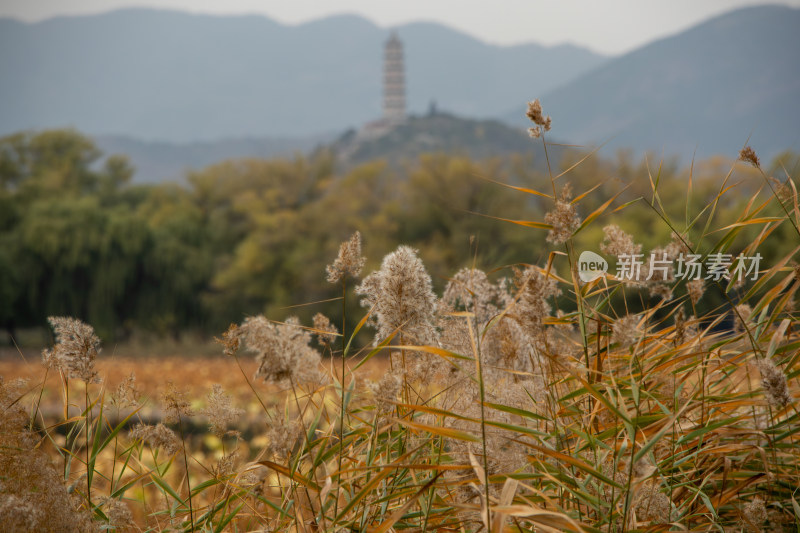 秋日宁静湖畔的芦苇