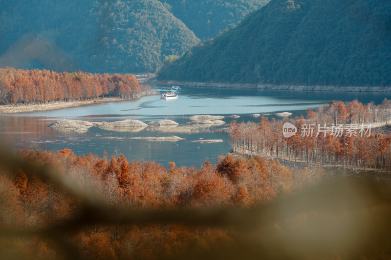 山林间色彩斑斓的红杉林秋景