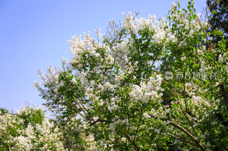 北京天坛公园丁香花