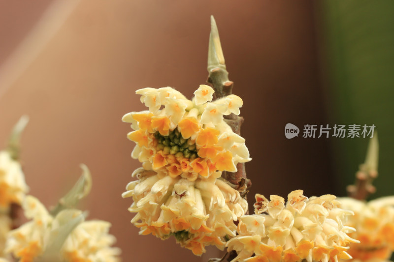 结香花盛开