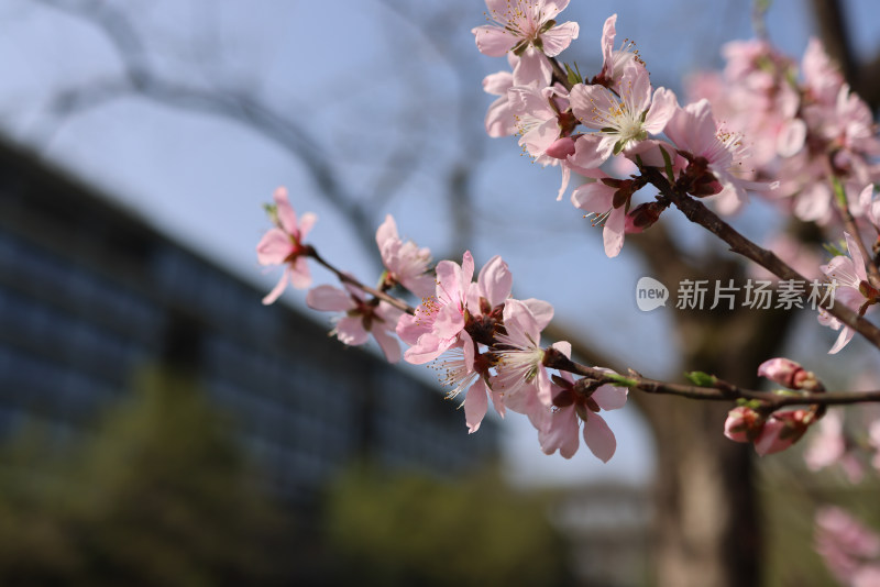 春天盛开的桃花特写