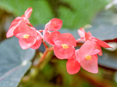 秋海棠开花特写